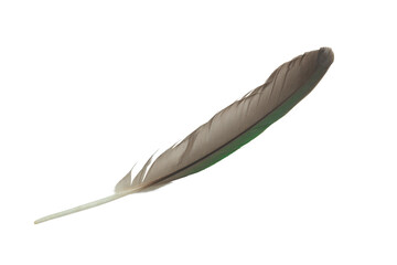 Beautiful macaw parrot feather bird isolated on white background