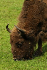 żubr, podlasie, puszcza białowieska © Marcin