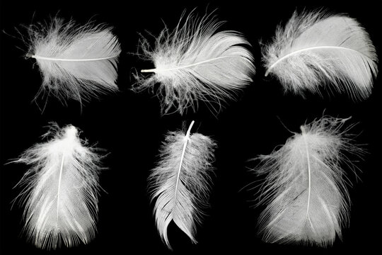 Group white feather  isolated on black background