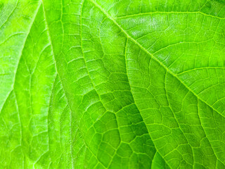 Green leaves macro photo. Closeup leaf texture. Abstract natural floral background