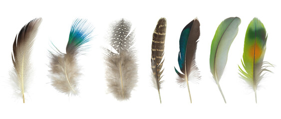 Beautiful collection feather isolated on white background - obrazy, fototapety, plakaty