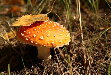 Forest medicinal poisonous mushroom fly agaric in a forest glade