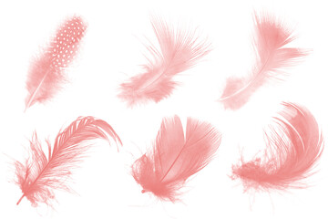 light pink feather isolated on white background