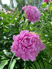 pink peonies