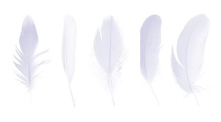 Beautiful collection violet feather isolated on white background