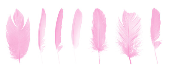 Beautiful collection of pink magenta feather isolated on white background