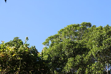 Blue sky looking through the forest