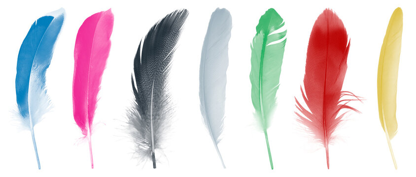 Colorful collection feathers  isolated on white background