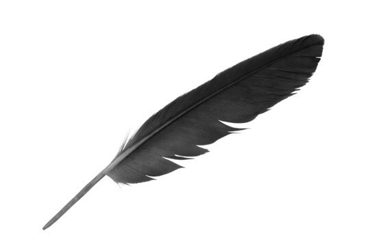 Fototapeta black feather on white background