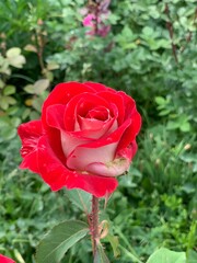 red rose in garden
