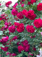 red roses background