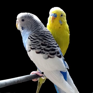 blue and yellow macaw