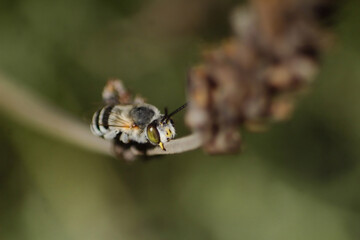 Clinging onto a branch and feeding on sap