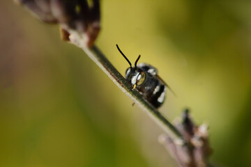 Tiny Insect hanging on