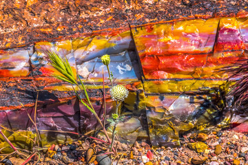 White Flower Colorful Petrified Wood Rock Log National Park Arizona