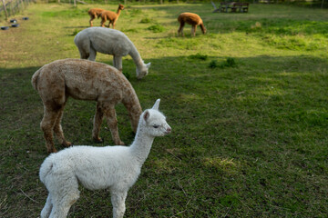 Fototapeta premium alpaca on the grass