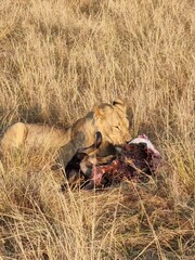 Obraz premium Lion Eating