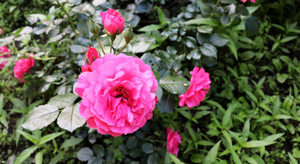 Red flowers in delicate garden for banner concept