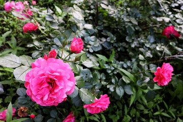 Fototapeta na wymiar Blossom rose flower in garden. Beautiful nature scenic background