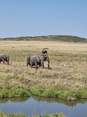 Fototapeta premium elephants enjooying