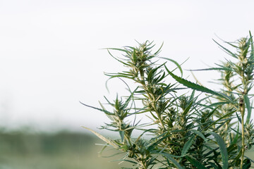 Mature marijuana plant with bud and leaves. Texture of marijuana plants at outdoor cannabis farm. Concept of herbal alternative medicine, cbd oil, pharmaceptical industry.