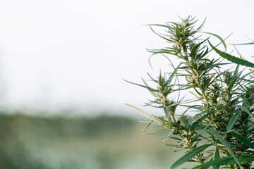 Mature marijuana plant with bud and leaves. Texture of marijuana plants at outdoor cannabis farm. Concept of herbal alternative medicine, cbd oil, pharmaceptical industry.