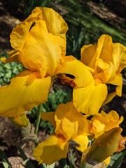 Obraz na płótnie Canvas Saturated yellow iris on a sunny springtime day in public park