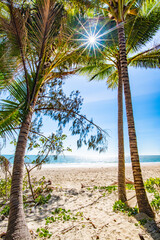 Portrait view looking through palm trees to the entrance of the beach.