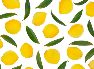 Allamanda cathartica flowers and leaves isolated on white background