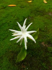 Obraz premium lily of the valley