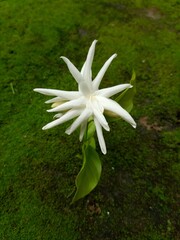 lily of the valley
Most beautiful flower in Bangladesh 
Jesmin flower
Beli flower - obrazy, fototapety, plakaty