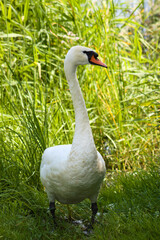 Big white swan walking on grass close-up view of