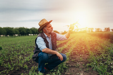 farmer examine corn on field