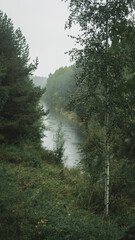 Fototapeta na wymiar View from the mountain to the river with a birch in the foreground in a Siberian forest during the rain