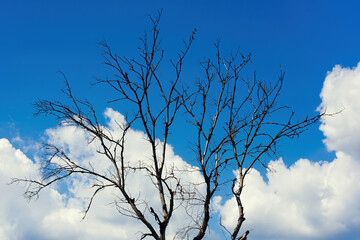 abstract dry bare tree branch background