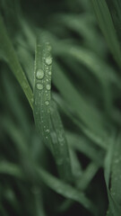 Dew drops on the grass in the forest after the rain close-up.