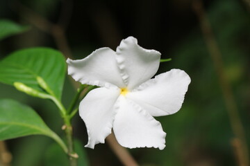 White flower blooming lonely