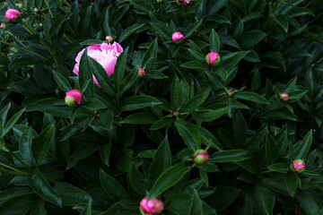 Peony flower in garden. Nature background for banner concept