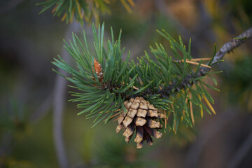 Northern forest, Beautiful nature