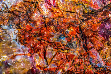 Obraz na płótnie Canvas Petrified Wood Rock Abstract Background National Park Arizona
