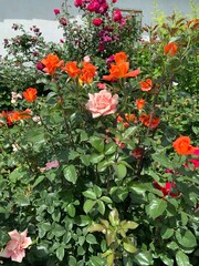 flowers in the garden