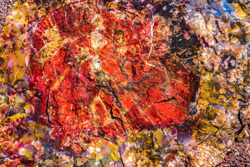 Fototapeta na wymiar Petrified Wood Rock Abstract Background National Park Arizona
