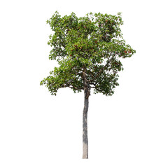 tree isolated on white background.