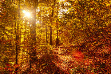 Golden autumn in the forest, sunny day. A dark silhouette of a man walking up the trail towards the bright sun