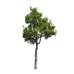 Fototapeta premium tree isolated on white background.
