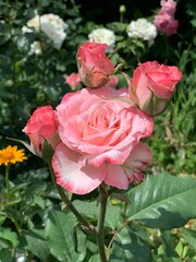 pink roses