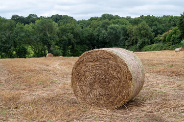 Harvested field with straw bales