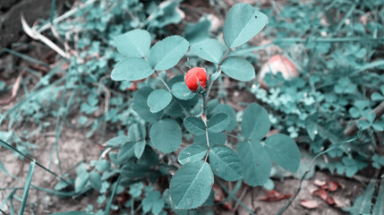 Red peony blossom flower background for banner concept