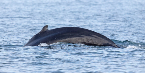 Fototapeta premium Humpback whale on Iceland