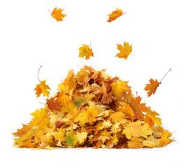 Vibrant fall colors. Pile of autumn colored leaves isolated on white background.A heap of different...